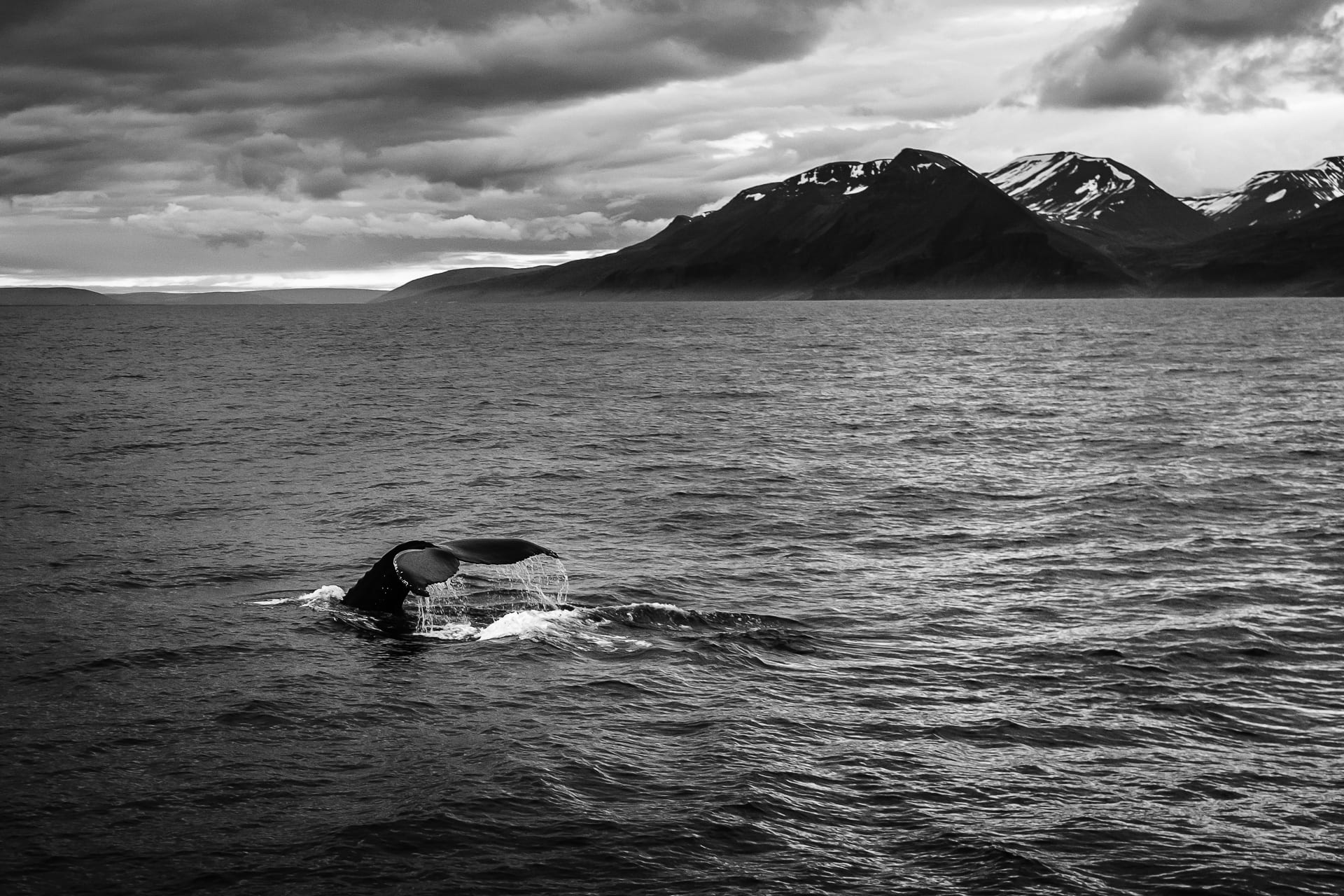 гърбат кит, исландия