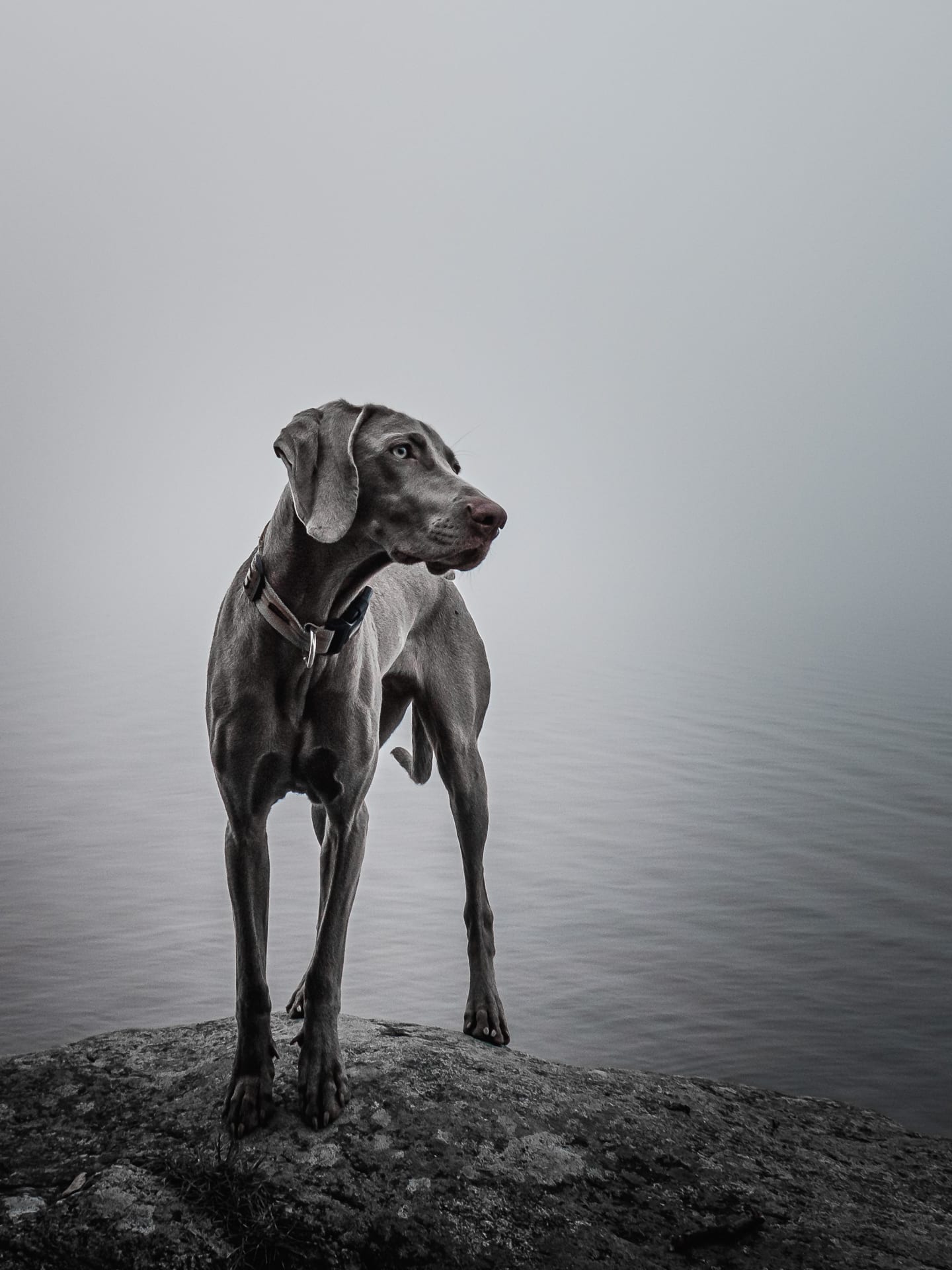 Weimaraner and a misty lake, portrait