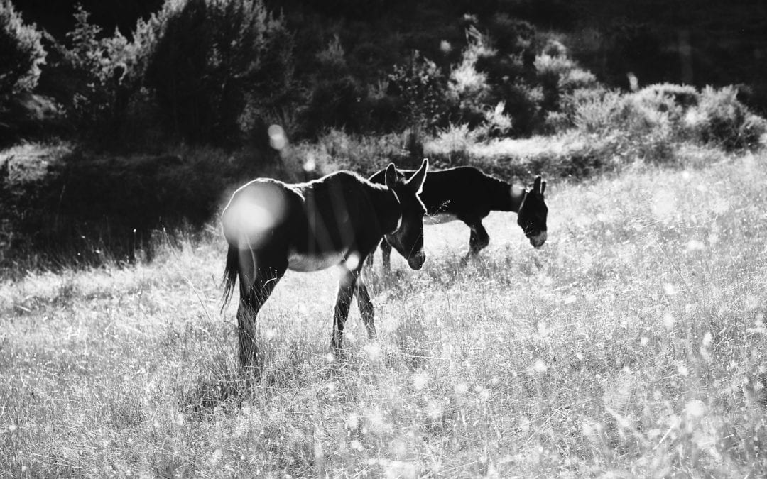 They don’t shoot donkeys, do they?