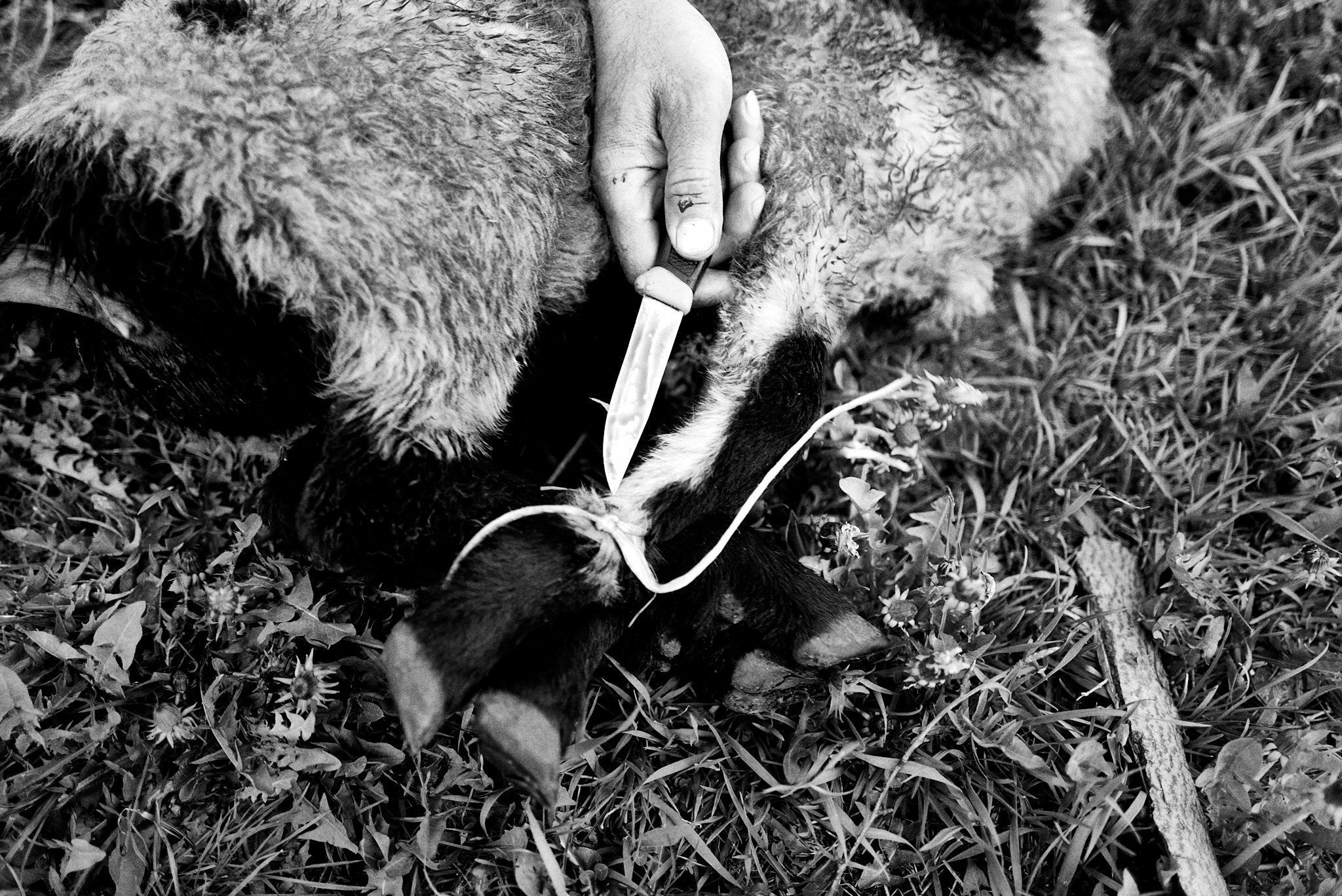 A moment after the lamb sacrifice, ties not necessary anymore, Yarlovo, Bulgaria 2021 © Asen Velichkov