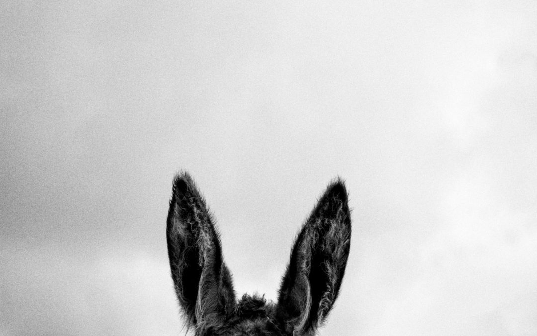 The animal in me